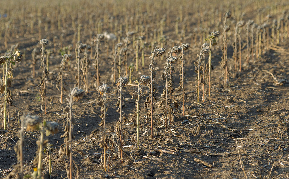 Agricultural land polluted crops dying